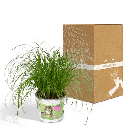 Katzengras Cyperus alternifolius Zimmerpflanze Ø12cm ↕20cm – pflegeleichte Grünpflanze für Wohnzimmer, Büro & helle Standorte kaufen