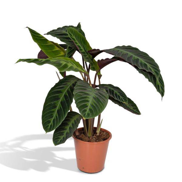 Calathea Warscewiczii – Pfauenpflanze – Ø19cm x H70cm – Samtige Zimmerpflanze mit gemusterten Blättern – Für schattige Standorte – Pflegeleicht – Direkt aus der Gärtnerei