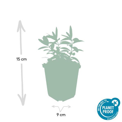 Hypericum calycinum – Großkelchiges Johanniskraut – ↕10-25cm – Ø9cm – 6 Pflanzen – Bodendecker & Blühpflanze – Pflegeleicht & sonnig