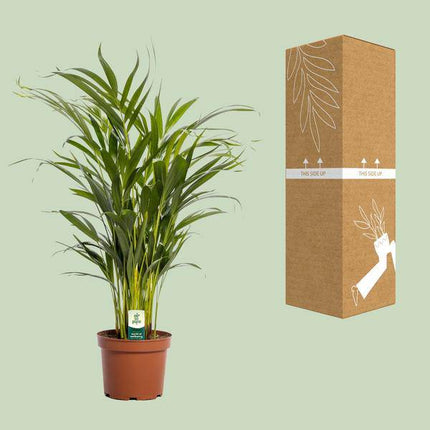 Goldfruchtpalme – Dypsis lutescens – Zimmerpflanze – Ø17cm – ca. 65cm hoch – Luftreinigend & tropisch – Pflegeleichte Areca-Palme für Zuhause & Büro