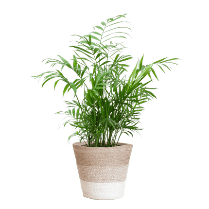 Chamadorea Elegans Mexikanische Bergpalme – Zimmerpflanze ca. 55cm – Ø17cm – Im nachhaltigen Korb Lissabon Weiß – Elegante, pflegeleichte Zimmerpalme