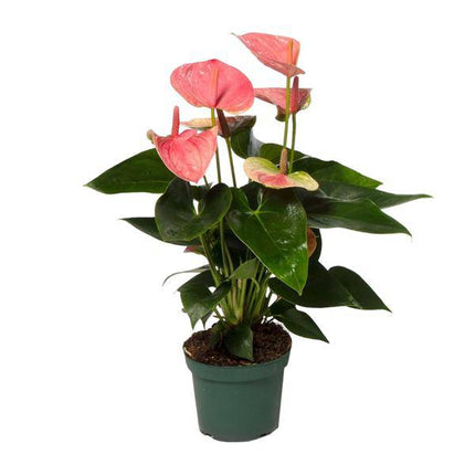 Flamingoblume Anthurium Sweet Dream – Zimmerpflanze – Ø12 cm – Ca. 35 cm hoch – Elegante, pflegeleichte Flamingoblume mit leuchtenden herzförmigen Blüten – Luftreinigend & dekorativ