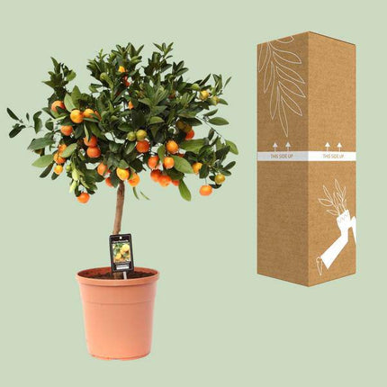 Orangenbaum – Calamondinorange – Citrus Calamondin – Ø22cm – ca. 80cm hoch – dekorativer Zitrusbaum mit Früchten für Balkon, Terrasse und Innenräume