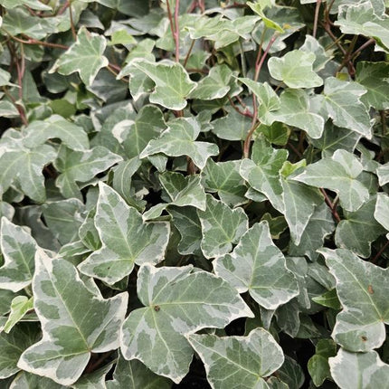 Weißgrüner Efeu Hedera helix 'Glacier' – 12 Pflanzen – ↕10-25cm – Ø9cm – Vielseitiger Bodendecker & Heckenpflanze – Pflegeleicht & schnell wachsend