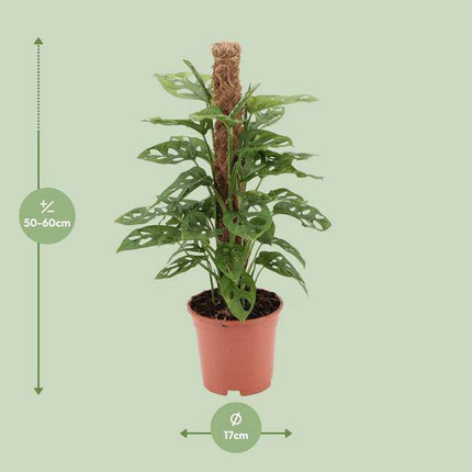 Fensterblatt Monstera Monkey Leaf Zimmerpflanze Ø17cm ↕60cm – pflegeleichte Grünpflanze für Wohnzimmer, Büro & helle Standorte kaufen