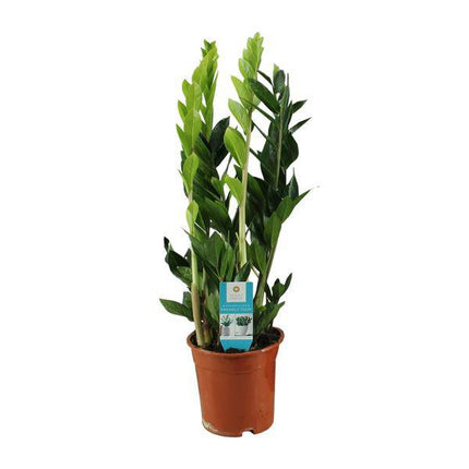 Glücksfeder – Zamioculcas Zamiifolia – Zimmerpflanze – Ø17cm – ca. 65cm hoch – pflegeleichte grüne Pflanze für Wohnung & Büro
