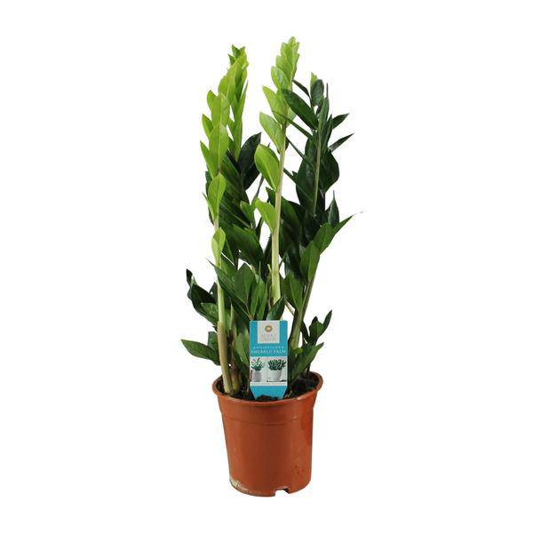 Glücksfeder – Zamioculcas Zamiifolia – Zimmerpflanze – Ø17cm – ca. 65cm hoch – pflegeleichte grüne Pflanze für Wohnung & Büro
