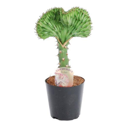 Euphorbia lactea Cristata Grün – Korallen-Wolfsmilch – Zimmerpflanze – Höhe ca. 35cm – ø12cm – Exotische Sukkulente in Korallenform – Pflegeleicht & dekorativ für sonnige Standorte