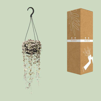 Leuchterblume – Ceropegia Linearis ssp. Woodii Variegata – Zimmerpflanze – Ø14cm – ca. 38cm hoch – hängende Sukkulente mit herzförmigen Blättern