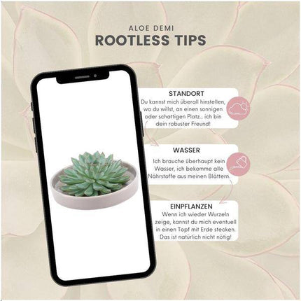 Sukkulente – Echeveria pulidonis ROOTLESS – Ø20cm Schale „Taupe“ – Zimmerpflanze ohne Wurzeln – Pflegeleichte Schnitt-Sukkulente als Tischdeko & Geschenkidee