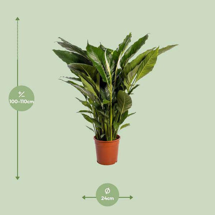 Einblatt Spathiphyllum Sweet Sebastiano Blanco – Ø24cm – ↕110cm – Pflegeleichte Friedenslilie mit weißen Blüten – Luftreinigende Zimmerpflanze für Wohnzimmer, Büro & Schlafzimmer