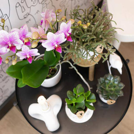 Phalaenopsis Orchidee – Rosa Mineral Rotterdam – Ø9cm – Blühende Zimmerpflanze – 2–3 Zweige – Pflegeleicht & dekorativ – Für Wohnzimmer, Büro & Bad