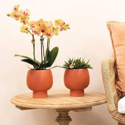Phalaenopsis Orchid Orange Jamaica – Zimmerpflanze – Ø9cm – Strahlend orangefarbene Blüten