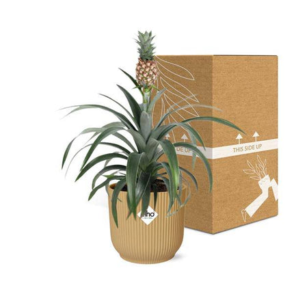 Ananaspflanze – Ananas Mi Amigo – tropische Zimmerpflanze im Topf Vibes Fold 14cm Gelb – pflegeleicht & dekorativ