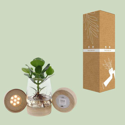 Clusia im Kingston Glas mit LED – Ø12cm – ↕30cm – Hydrokultur im dekorativen Glasgefäß – Pflegeleichte Zimmerpflanze für Wohnzimmer, Büro & Wintergarten