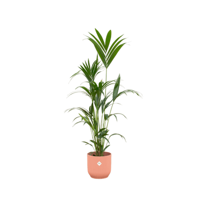 Kentia Palme – Forstersche Kentia – Zimmerpflanze ca. 160cm – ø30cm – inkl. Pflanzgefäß Vibes Fold Rosa – Tropische XL-Zimmerpalme für Wohnzimmer, Büro & Wintergarten