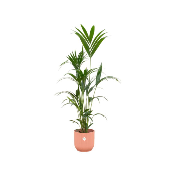 Kentia Palme – Forstersche Kentia – Zimmerpflanze ca. 160cm – ø30cm – inkl. Pflanzgefäß Vibes Fold Rosa – Tropische XL-Zimmerpalme für Wohnzimmer, Büro & Wintergarten