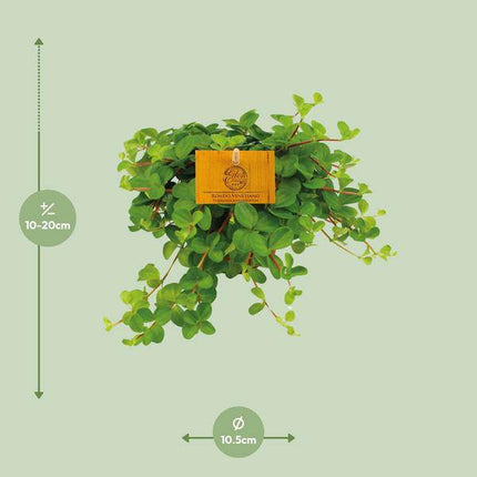 Zwergpfeffer – Peperomia Rotundifolia – Zimmerpflanze – Ø11cm – ↕15cm – Kompakte & pflegeleichte Grünpflanze – Dekorative Blattschmuckpflanze für Zuhause & Büro