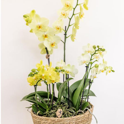 Einlage mit Wasserreservoir für Orchideenschale – Bewässerungssystem für Orchideen – Feldstrauß 1x12cm + 2x9cm + 3x WaterWicks – Ø25cm