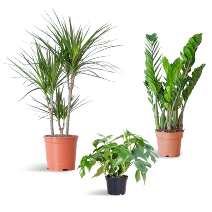 Schatten-Pflanzset – Zimmerpflanzen – Shade Plant Box – Ideal für Halbschatten – Pflegeleichte Indoor-Pflanzen-Mischung