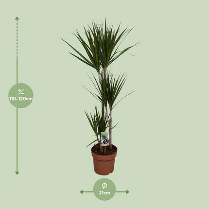 Drachenbaum – Dracaena marginata – Zimmerpflanze – Ø21cm – ↕120cm – pflegeleichte dekorative Grünpflanze für Innenräume