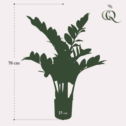 Kunstpflanze Zamioculcas – Zimmerpalme – 70cm – Hochwertige künstliche Pflanze mit naturgetreuen Blättern – Immergrüne Dekopflanze für Wohnzimmer, Büro & Innenräume – Pflegefrei & langlebig