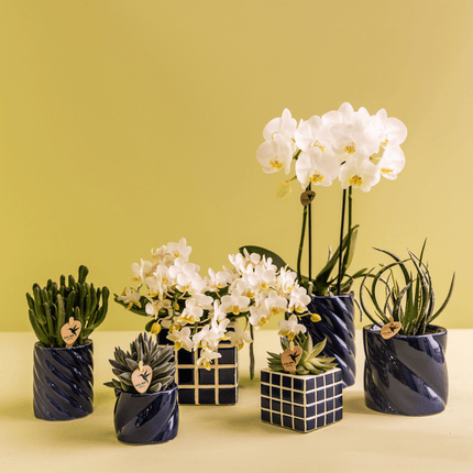 Amabilis Orchidee Weiß & Sukkulente Haworthia – Zimmerpflanzen Set – Candy Dekotöpfe Blau Ø9cm & Ø6cm – Pflanzenset für Wohnzimmer & Geschenkidee