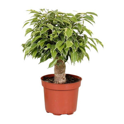 Birken-Feige – Ficus Benjamina Kinky – Zimmerpflanze Ø12cm ↕28cm – pflegeleichte luftreinigende Grünpflanze für Zuhause und Büro