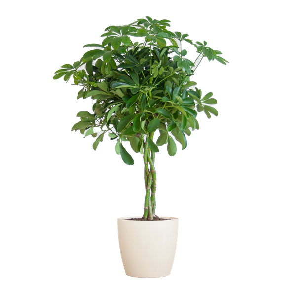 Schefflera Arboricola Nora – Birkenfeige – Zimmerpflanze + Topf Viber Weiß – ↕70cm – Ø21cm – Handförmige Blätter – Pflegeleicht & dekorativ