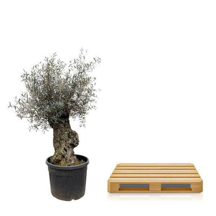 Olivenbaum – Olea Europaea Bonsai 250cm – Ø65cm – XXL-Mediterrane Kübelpflanze mit silbergrünen Blättern – Edler Olivenbaum für Garten, Terrasse & Wintergarten – Pflegeleicht