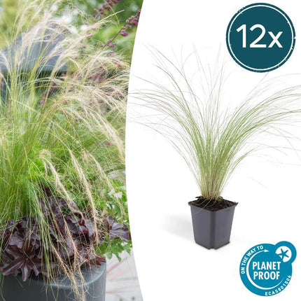 Federgras Stipa tenuissima 'Pferdeschwänze' – ↕10-25cm – Ø9cm – 12 Pflanzen – Luftiges, pflegeleichtes Ziergras für Garten & Balkon – Blüte Mai–September