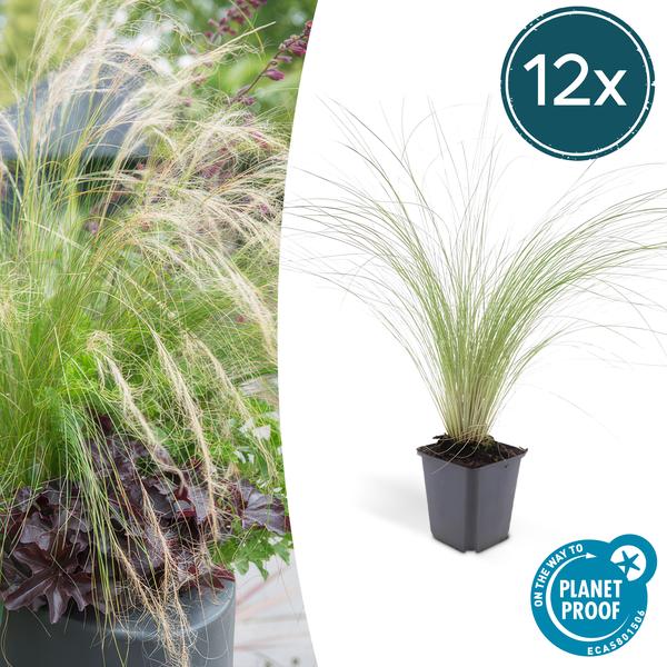 Federgras Stipa tenuissima 'Pferdeschwänze' – ↕10-25cm – Ø9cm – 12 Pflanzen – Luftiges, pflegeleichtes Ziergras für Garten & Balkon – Blüte Mai–September