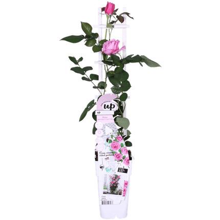 Rose Crazy in Love Pink – Rosa Kletterrose – Ø15cm – ↕65cm Höhe – Duftende Gartenrose mit langer Blütezeit – Für Terrasse, Balkon & Garten