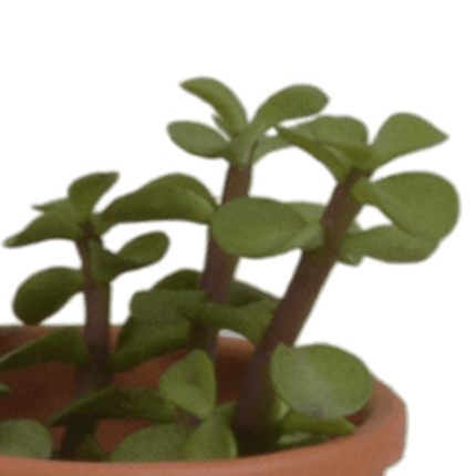 Sukkulenten Mix – 5 Pflanzen – Ø5,5cm Zimmerpflanzen im mediterranen Terrakotta-Topf – Verschiedene Mini-Sukkulenten – Pflegeleichte Pflanzen für Fensterbank, Büro & Wohnzimmer