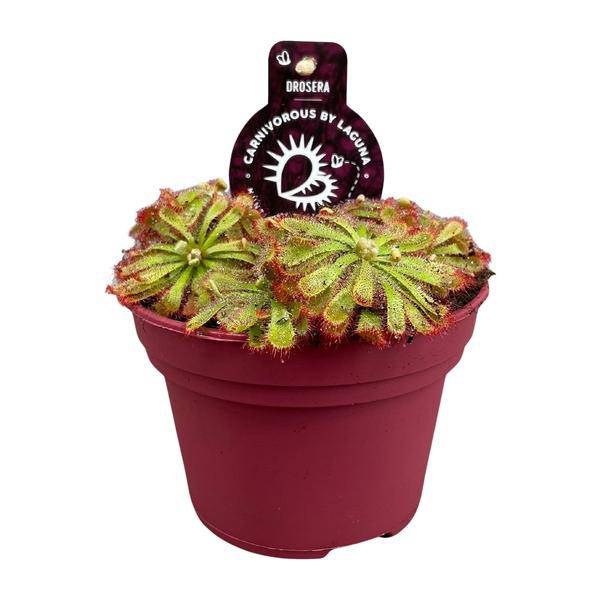 Drosera Aliciae – Sonnentau – Ø12cm – Fleischfressende Pflanze – Zimmerpflanze für Insektenabwehr & Dekoration – Pflegeleicht & faszinierend