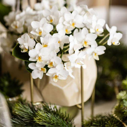 Weiße Orchidee 'Nazaré' – Zimmerpflanze – Ø9cm Topf – inkl. Dekotopf Pearl Travertin – Kompakte Tischdeko – Elegante Blütenpracht