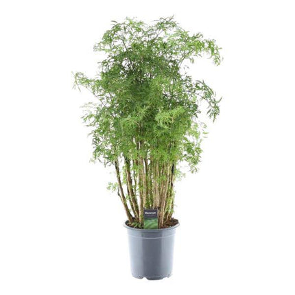 Polyscias Hawaiiana Ming – Fiederaralie – Immergrüne Zimmerpflanze – Elegante Grünpflanze für Wohnzimmer & Büro – ↕90cm – Ø24cm