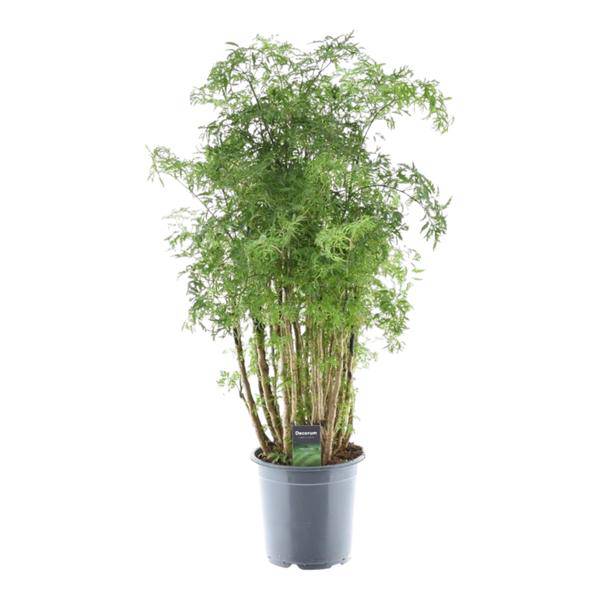 Polyscias Hawaiiana Ming – Fiederaralie – Immergrüne Zimmerpflanze – Elegante Grünpflanze für Wohnzimmer & Büro – ↕90cm – Ø24cm