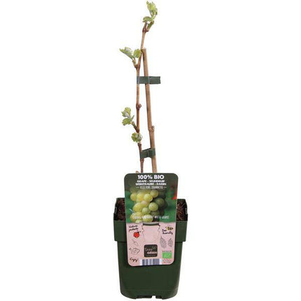 Weinrebe – Vitis vinifera ‘Johanniter’ – Ø13cm – ca. 45cm hoch – Weiße Weintraube mit süßen Früchten – Pilzresistente & winterharte Kletterpflanze – Ideal für Pergola, Wand & Weinbau