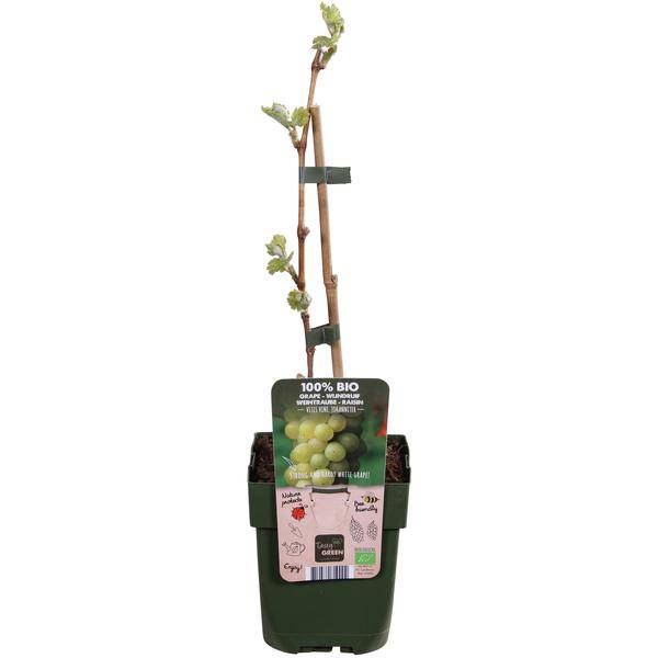 Weinrebe – Vitis vinifera ‘Johanniter’ – Ø13cm – ca. 45cm hoch – Weiße Weintraube mit süßen Früchten – Pilzresistente & winterharte Kletterpflanze – Ideal für Pergola, Wand & Weinbau