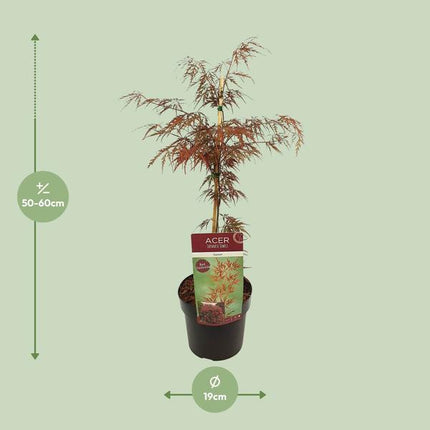 Fächerahorn Acer palmatum 'Granat' Gartenpflanze Ø19cm ↕40cm – winterharte Pflanze für Garten, Balkon, Terrasse, Kübel & Beet online kaufen