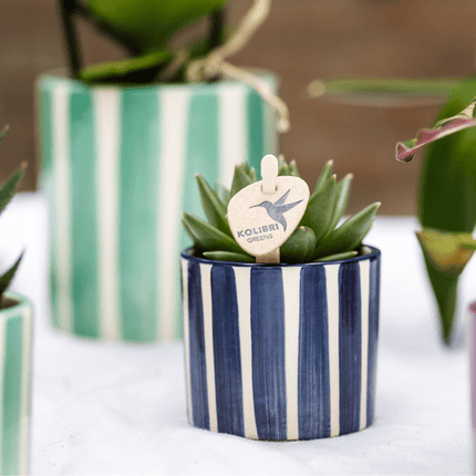 Sukkulenten Mix – 6 Sukkulenten – Zimmerpflanzen in bemalten Stripe Ziertöpfen Ø9cm & Ø6cm – Bunte Pflanzendeko für Tisch, Wohnzimmer & Büro