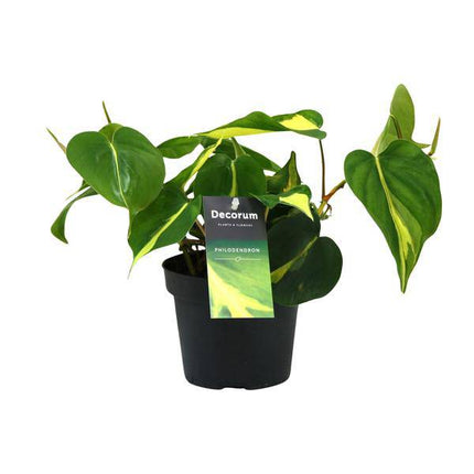 Baumfreund – Philodendron Brasil Scandens – Zimmerpflanze – Ø12cm – ca. 20cm hoch – pflegeleichte Kletterpflanze für Wohnung, Büro & Innenräume