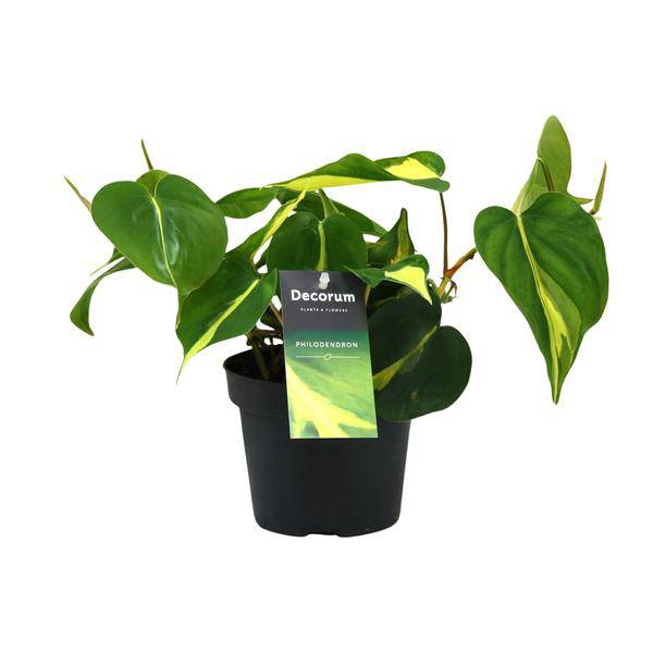 Baumfreund – Philodendron Brasil Scandens – Zimmerpflanze – Ø12cm – ca. 20cm hoch – pflegeleichte Kletterpflanze für Wohnung, Büro & Innenräume