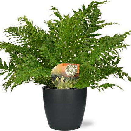 Rippenfarn – Blechnum Silver Lady – Zimmerpflanze – Ø17cm – ↕50cm inkl. Übertopf