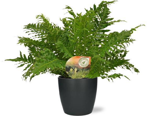 Rippenfarn – Blechnum Silver Lady – Zimmerpflanze – Ø17cm – ↕50cm inkl. Übertopf