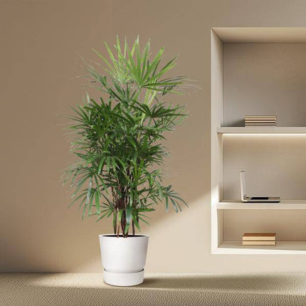 Steckenpalme – Rhapis Excelsa – Zimmerpflanze 190cm – Ø34cm – Pflegeleichte Damenpalme für Wohnzimmer, Büro & Wintergarten – Luftreinigende Palme