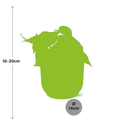 Philodendron Scandens – Baumfreund – Zimmerpflanze inkl. Ziertopf Vibes Fold Rosa Ø14cm – Herzförmige Blätter – Pflegeleicht & luftreinigend – Für Wohnzimmer & Büro