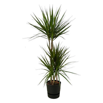Dracaena Marginata – Drachenbaum – Zimmerpflanze ca. 120cm – ø21cm – inkl. Pflanzgefäß Greenville Schwarz D24xH23 – Elegante pflegeleichte Grünpflanze für Wohnzimmer & Büro