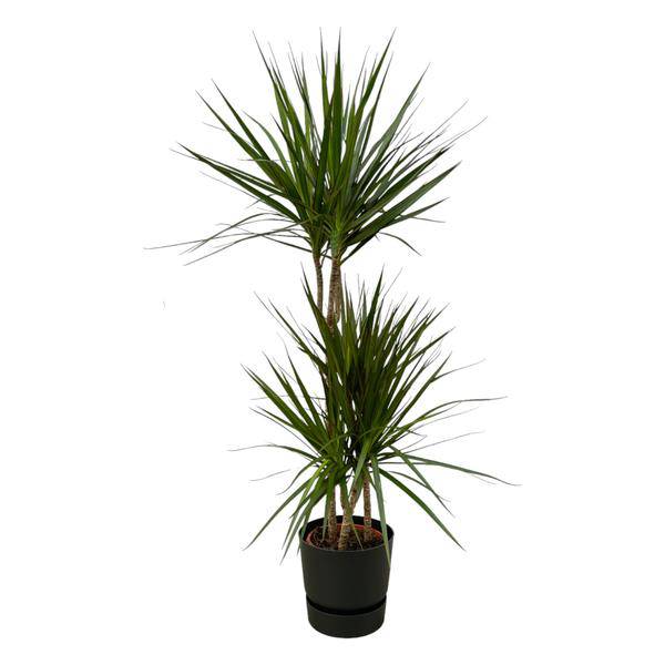 Dracaena Marginata – Drachenbaum – Zimmerpflanze ca. 120cm – ø21cm – inkl. Pflanzgefäß Greenville Schwarz D24xH23 – Elegante pflegeleichte Grünpflanze für Wohnzimmer & Büro